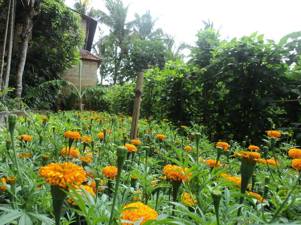 Villa Bhuana Alit Ubud Exteriér fotografie