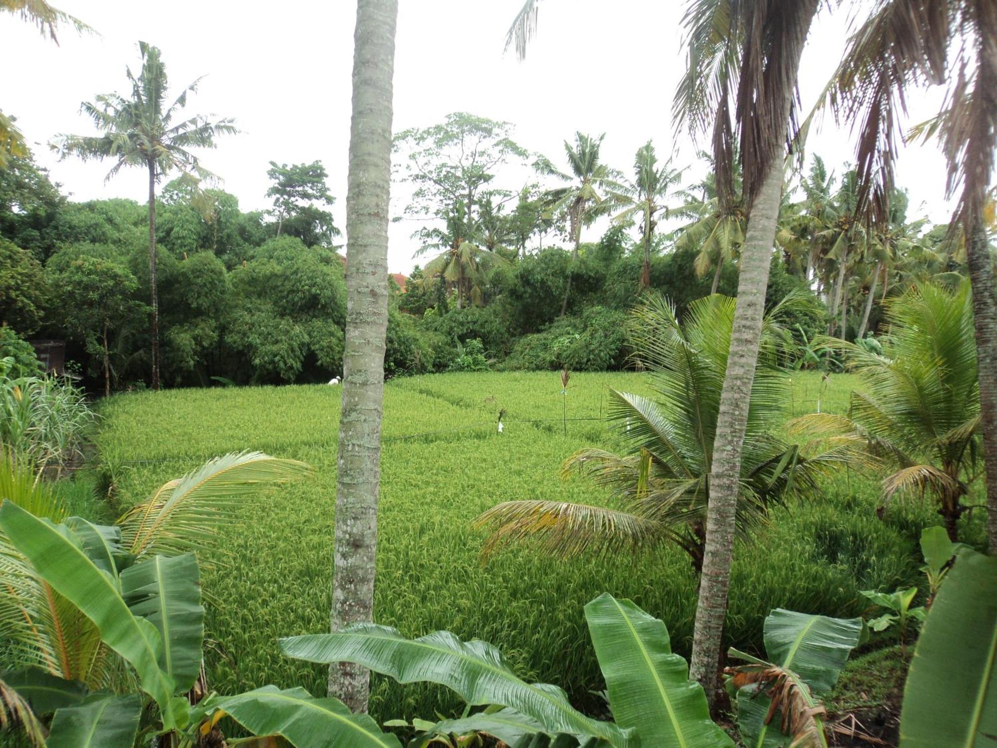 Villa Bhuana Alit Ubud Pokoj fotografie